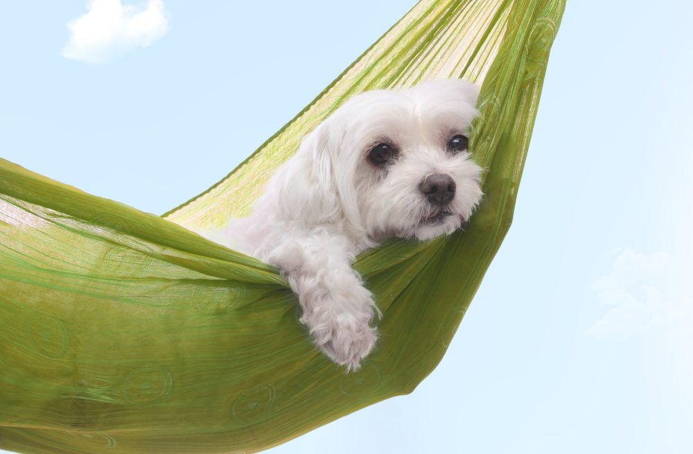 July Market Predictions - Prepare for the Dog Days of Summer
