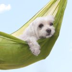 July Market Predictions - Prepare for the Dog Days of Summer